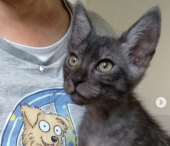 Ärger bei Kleinanzeigen Katze als zu verschenken inseriert weil die